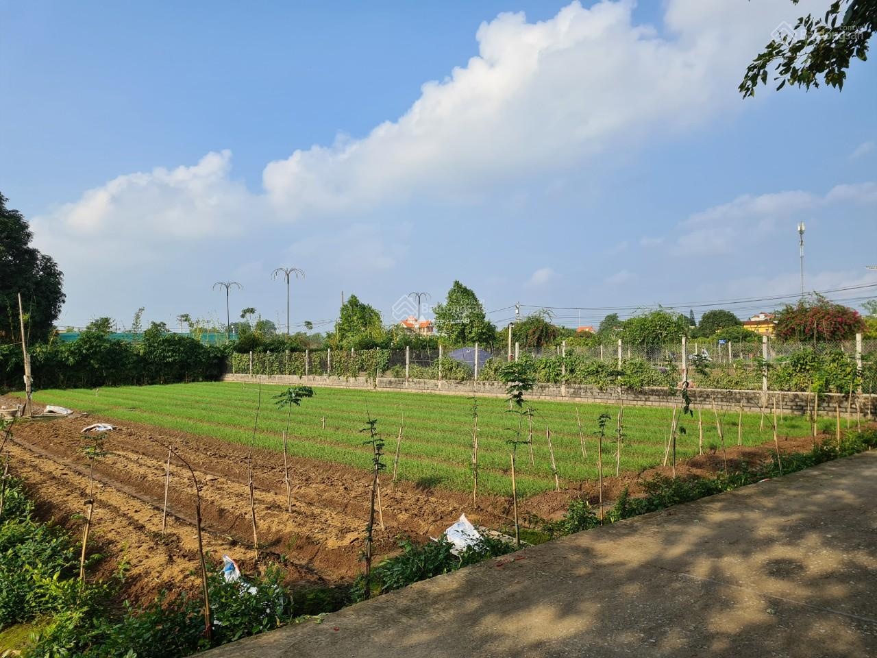 Chính chủ cần bán đất nhà vườn lô góc trung tâm khu Hồng Vân, Thường Tín. Diện tích 2600m2-02