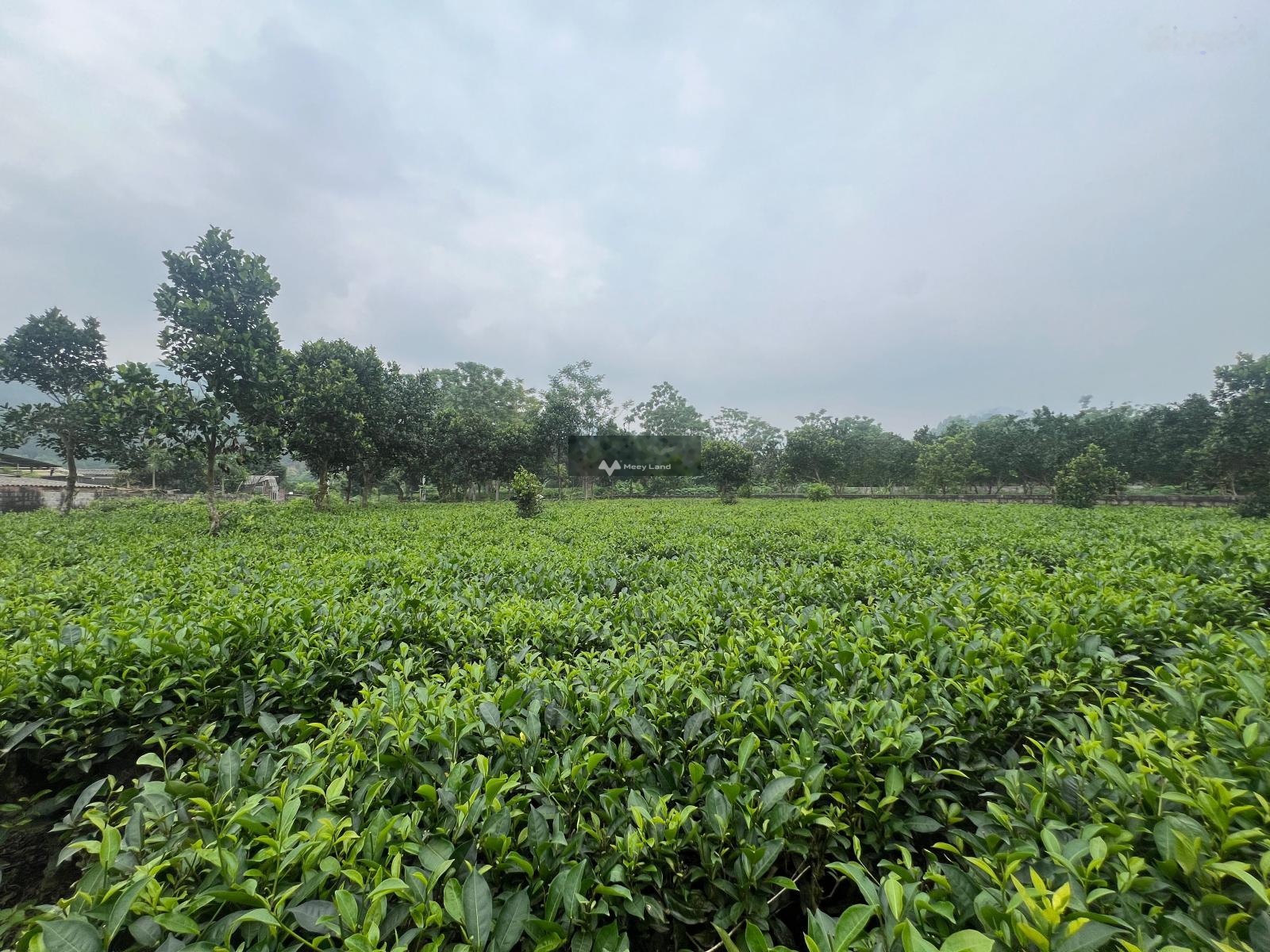 Cần bán đất tại Yên Bài, Ba Vì. Diện tích 1580m2-02
