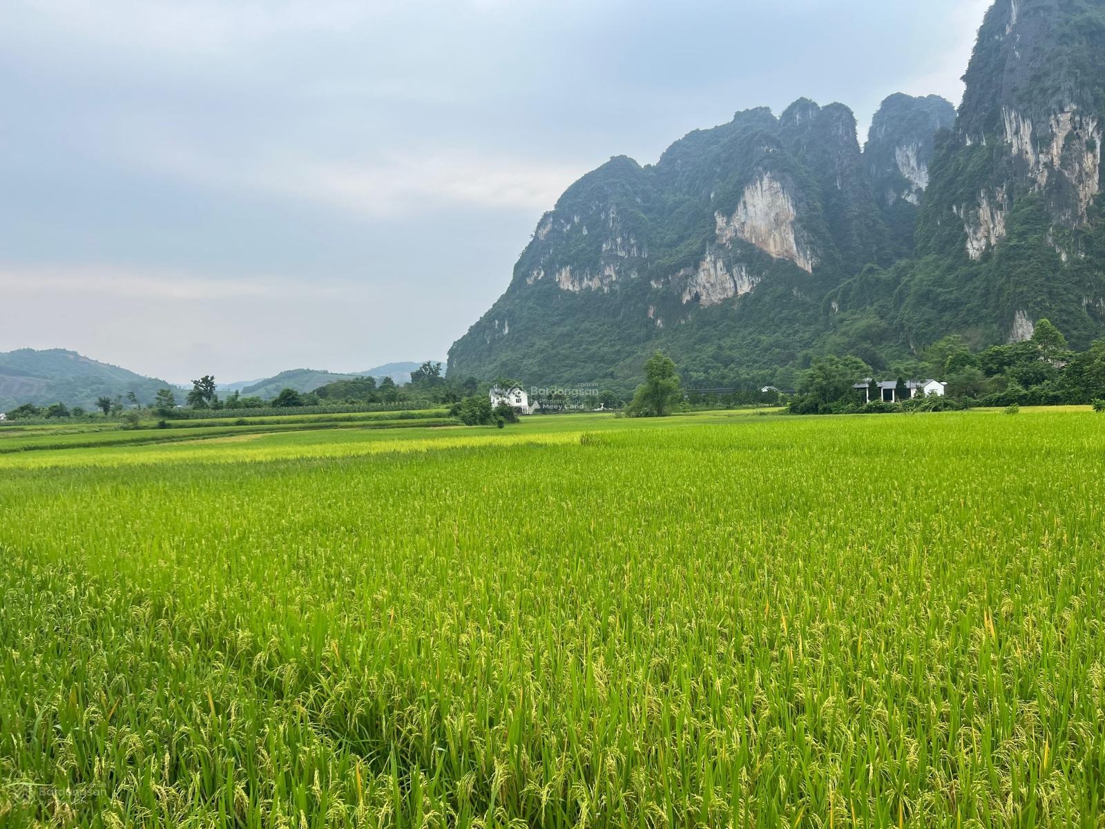 Bán đất diện tích 786m2, full vườn tại Cao Sơn, Lương Sơn, Hoà Bình-02