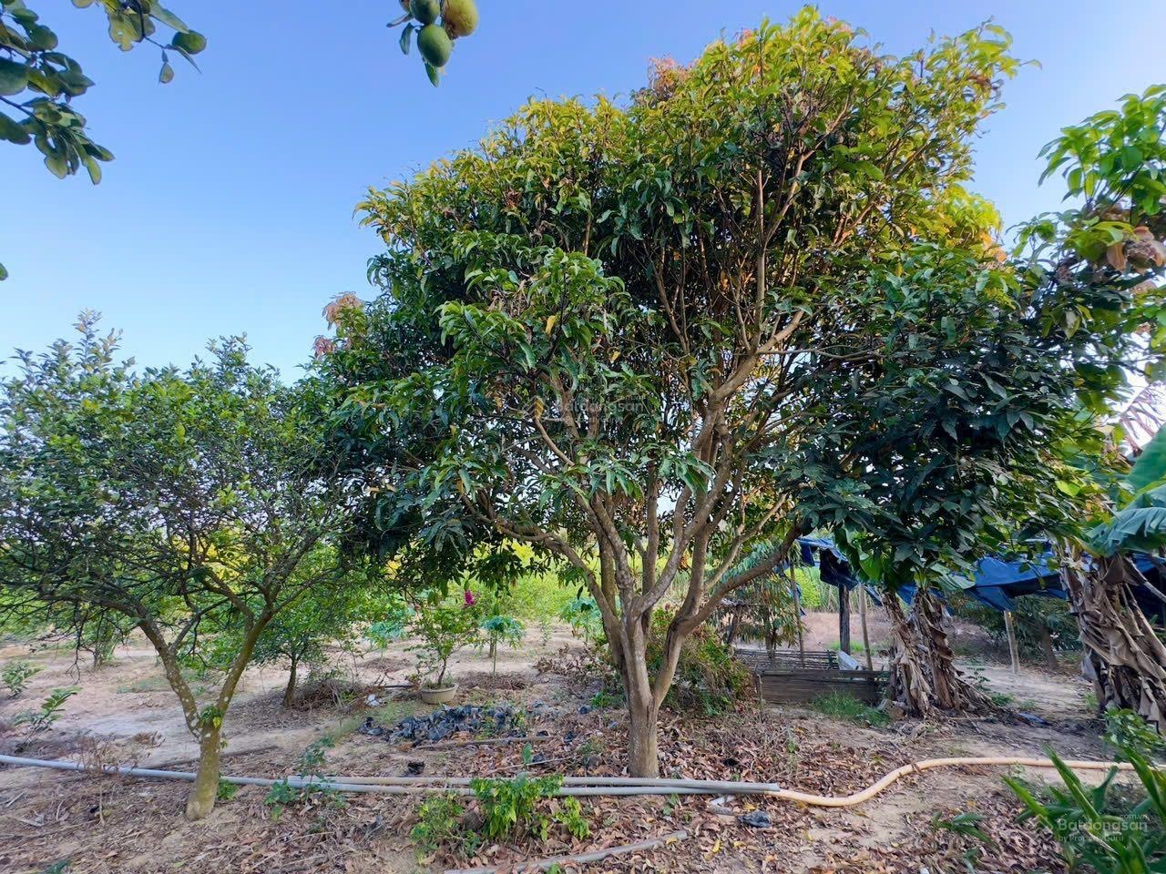 Bán đất có vườn cây xã Diên Thọ, huyện Diên Khánh, giá tốt-03