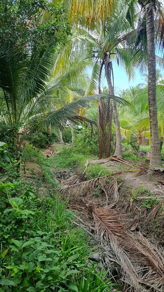 Chủ gửi bán miếng đất vườn đang trồng dừa, Châu Thành, Tiền Giang-01
