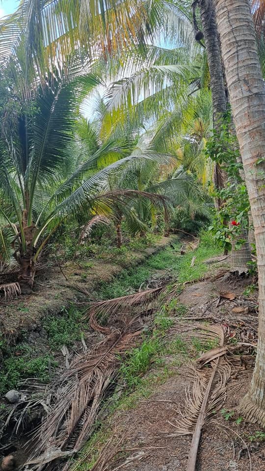 Chủ gửi bán miếng đất vườn đang trồng dừa, Châu Thành, Tiền Giang-03