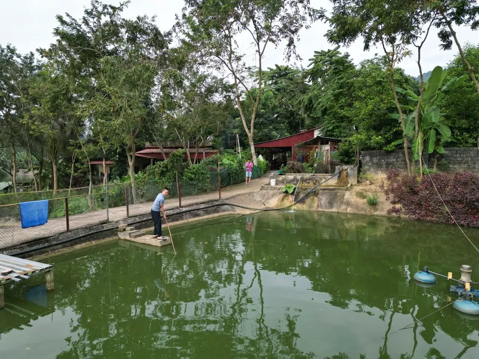 Bán trang trại 1ha ngay sau trường cấp 3 Phong Hải, sẵn sàng giao dịch, giá 1.98 tỷ