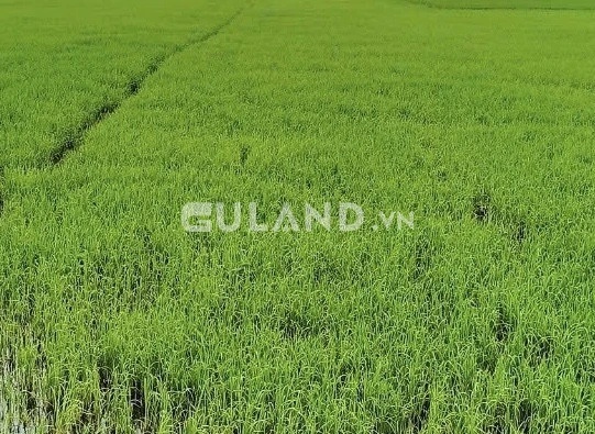 Bán 2.500m2 đất mặt tiền đường Trần Văn Trà, Thị Trấn Bình Phong Thạnh