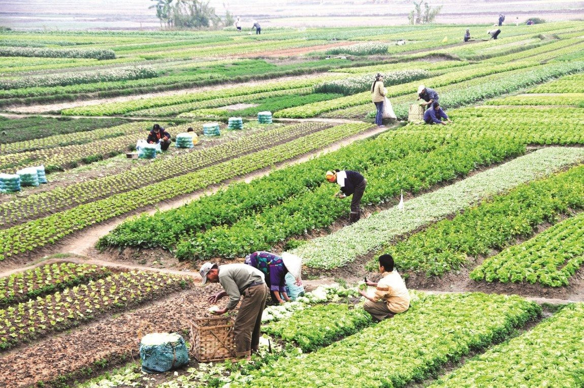 
Đất sản xuất nông nghiệp tham gia vào các ngành sản xuất lương thực, thực phẩm như ngành trồng trọt, thủy sản, chăn nuôi. Ảnh minh họa

