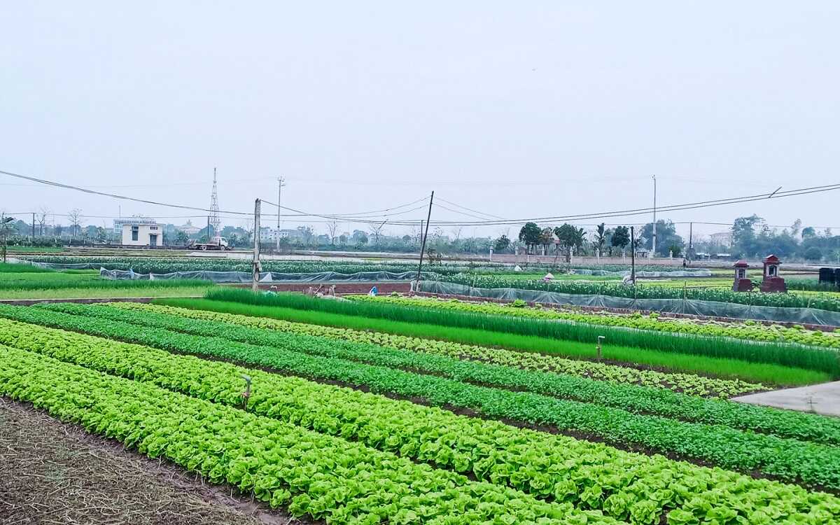 
Tại Việt Nam, đất sản xuất nông nghiệp chiếm một phần diện tích lớn trong tài nguyên đất đai của cả nước, đóng vai trò quan trọng trong đời sống cũng như sự phát triển kinh tế của đất nước. Ảnh minh họa

