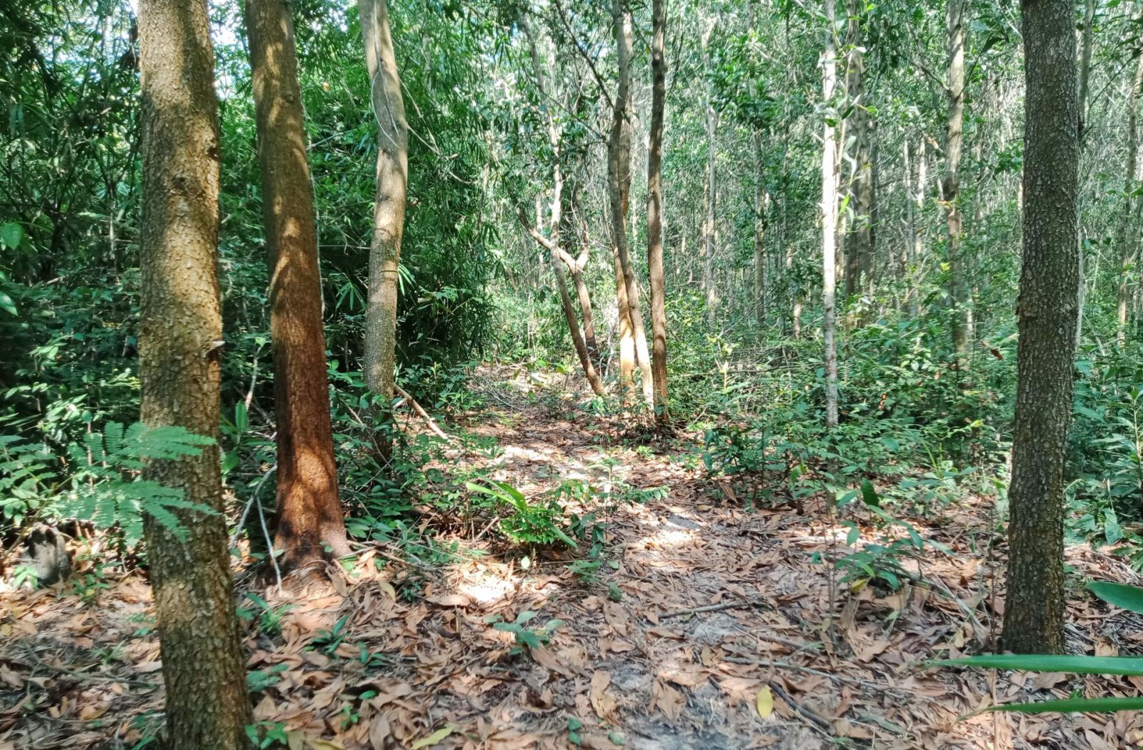 
Đối với khái niệm đất RSX, đất RSX là cụm từ viết tắt của đất rừng sản xuất được sử dụng phục vụ cho hoạt động sản xuất nông nghiệp và lâm nghiệp cũng như nuôi trồng thủy sản. Ảnh minh họa
