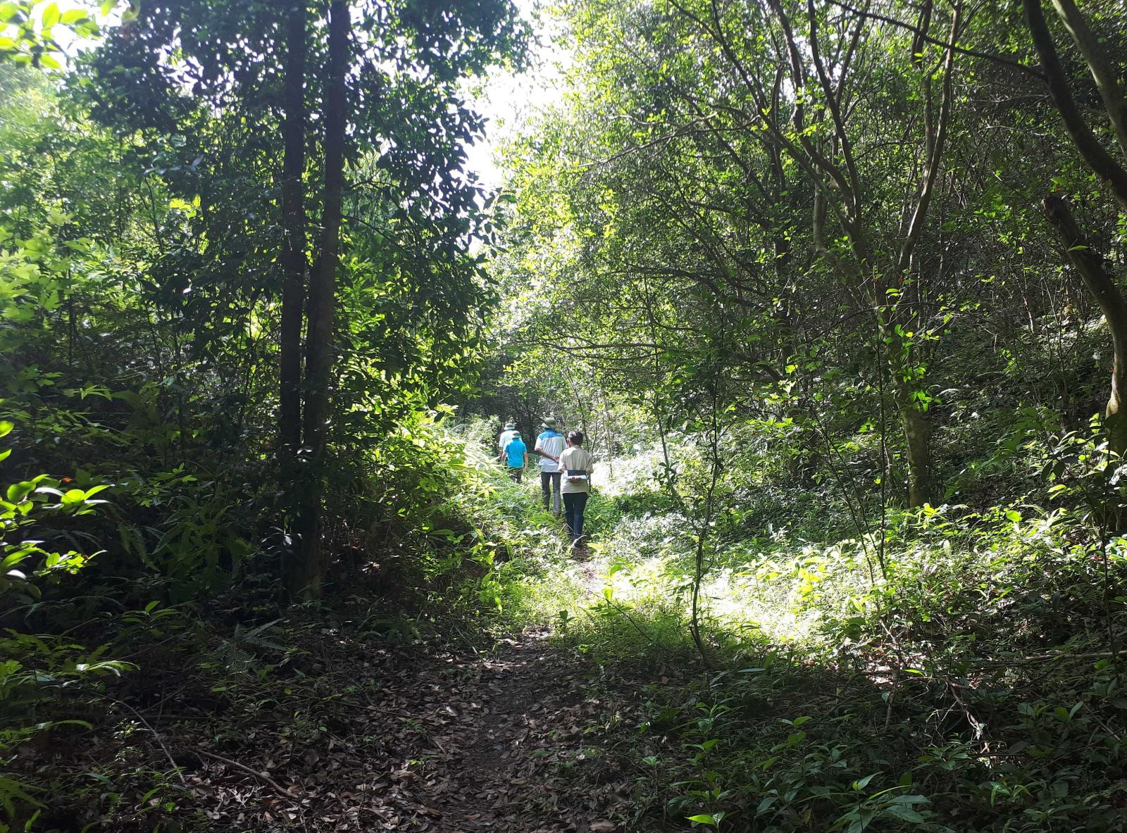 
Theo quy định tại Khoản 33 Điều 2 Nghị định 01/2017/NĐ-CP, đất rừng sản xuất đã được giao cho các tổ chức quản lý là rừng tự nhiên quản lý, bảo vệ và phát triển.&nbsp;Ảnh minh họa
