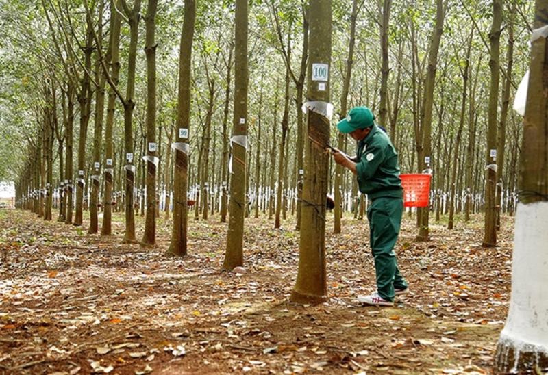 Việc xuất khẩu cao su của Việt Nam không khác gì bỏ trứng vào một giỏ khi có đến hơn 99% là được xuất sang Trung Quốc. (Ảnh minh họa)