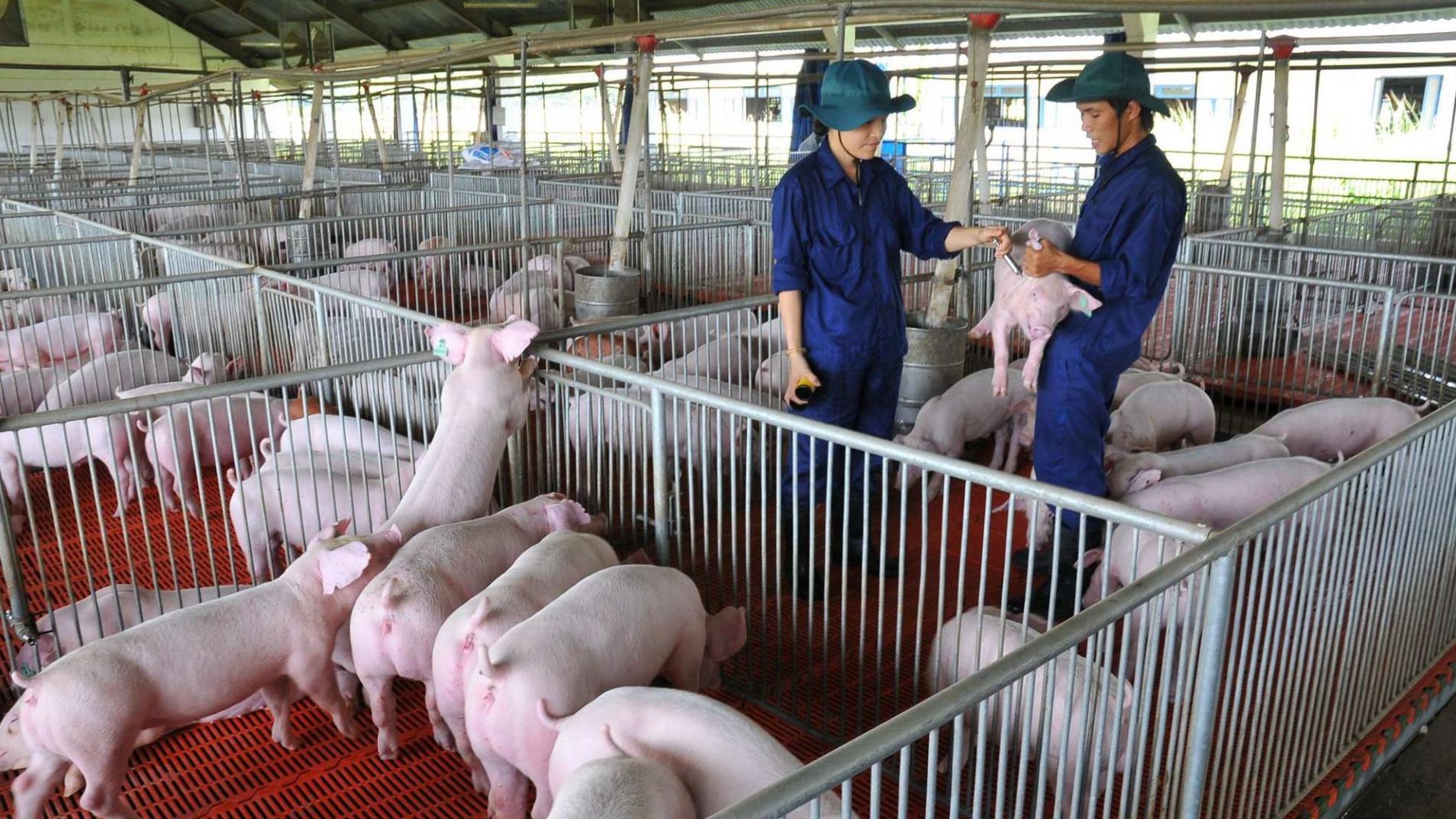 Thực tế cho thấy, giá lợn hiện nay cũng đang ở mức khá thuận lợi đối với tình hình kinh doanh của Dabaco khi thường xuyên neo đậu ở mức cao&nbsp;61.000-63.000 đồng/kg và dự báo có thể tiếp tục tăng. (Ảnh minh họa)