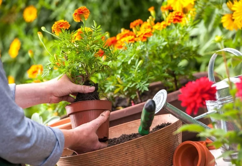 Hướng dẫn chăm sóc cây trồng trong nhà đúng cách