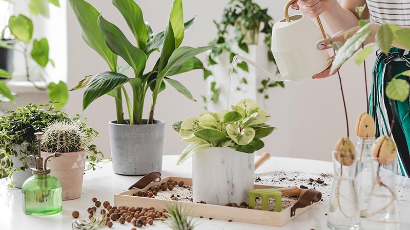 Những sai lầm khi trồng cây trong nhà