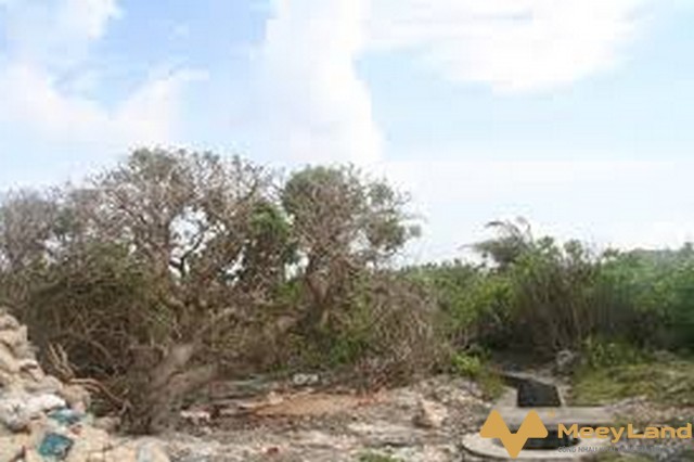 Bồi thường đối với cây trồng, vật nuôi
