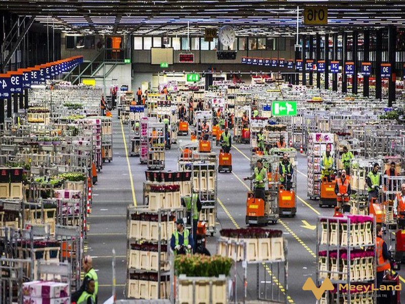 Trung tâm đấu giá hoa Aalsmeer