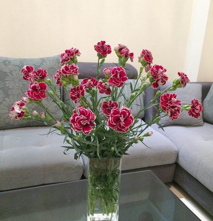 Hoa cẩm chướng với nhiều ý nghĩa