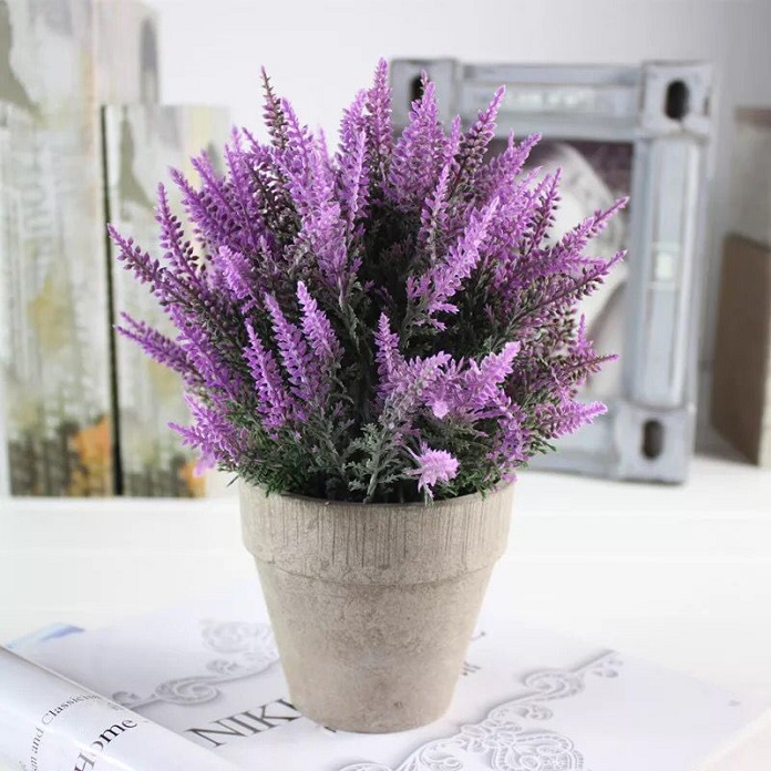 Hoa oải hương cho phòng khách