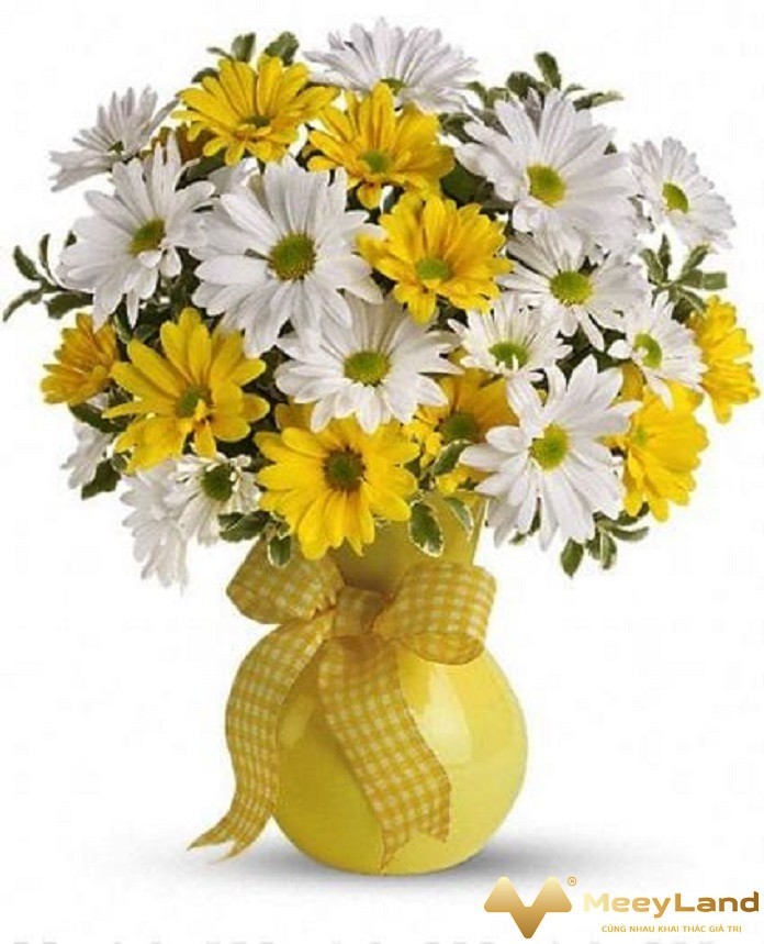 
Ảnh 11: Kết hợp hoa cúc trắng càng làm tăng giá trị vẻ đẹp và mang ý nghĩa phong thủy (Nguồn: Meeyland.com)
