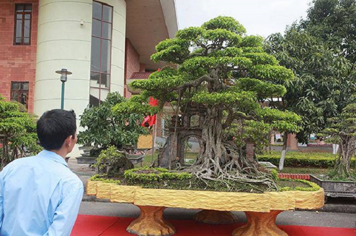 
Ảnh 14: Khuôn viên tiền cảnh được trang trí bằng cây sanh

