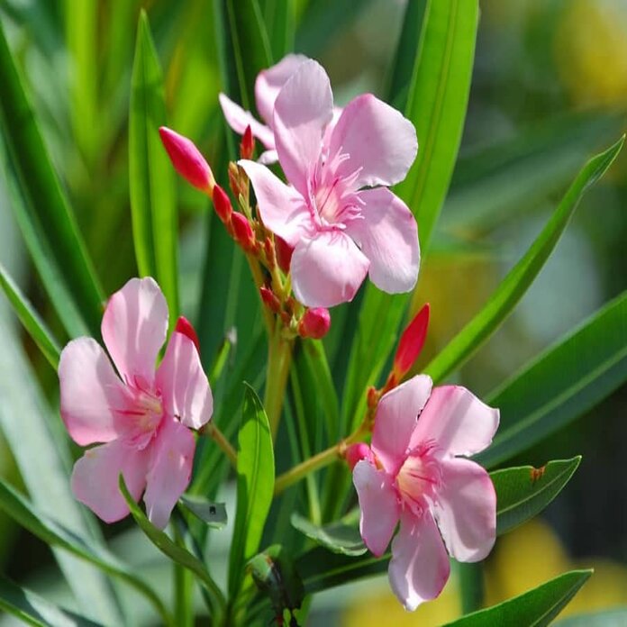 
Cây hoa Trúc Đào mặc dù rất đẹp nhưng lại rất độc
