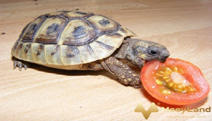 
Ảnh 4: Rùa cạn ăn thức ăn chay (Nguồn: Internet)
