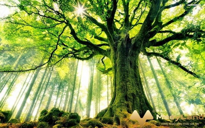 
Ảnh 4: Tuổi Mậu Ngọ thích hợp với màu xanh tươi mát.(Nguồn: Internet)
