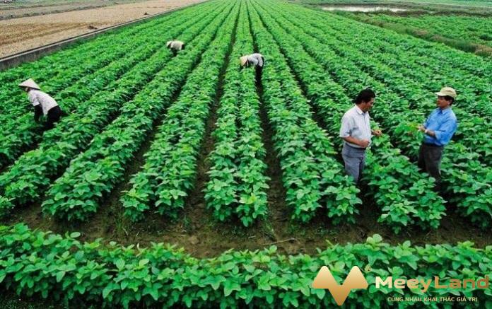 Ảnh 1: Đất trồng cây hàng năm có được xây nhà không? (Nguồn: Internet)