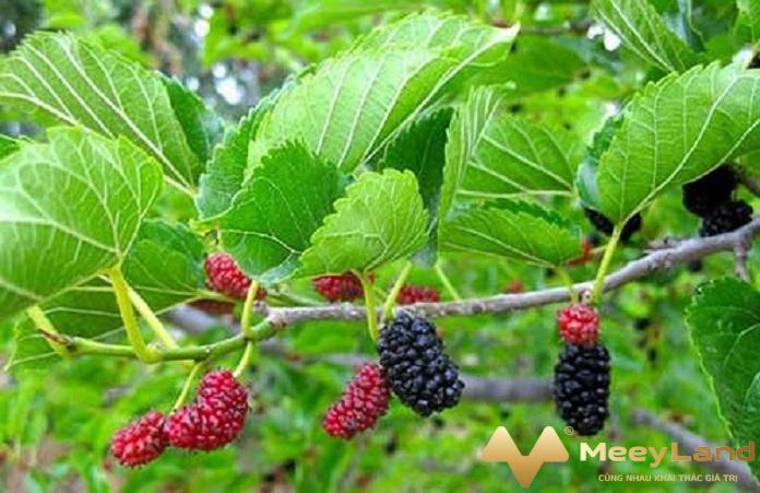 
Ảnh 2: Tránh trồng dâu tằm tre trúc - điều kiêng kỵ về tâm linh nhất định bạn phải biết Nguồn: Internet
