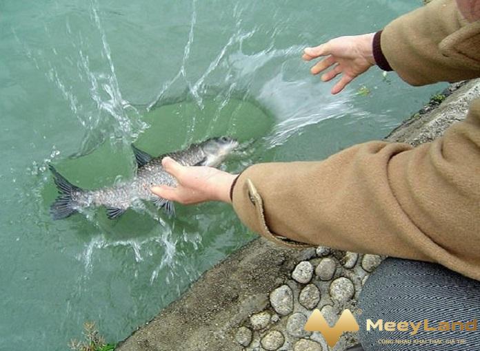 
Thả cá về với sông nước cũng là một trong số các cách phóng sinh (Nguồn: Meeyland.com)
