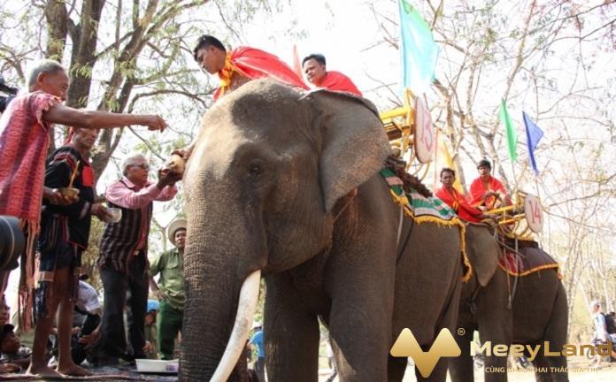 
Ảnh 3: Độc đáo lễ cúng sức khỏe cho voi của người M’Nông (Nguồn: Internet)
