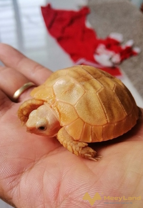 
Ảnh 4: Lưu ý khi chăm sóc rùa nuôi trong nhà (Nguồn: Internet)

