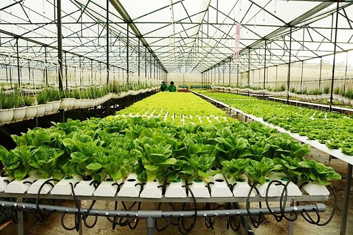 
4. Cách làm nhà lưới trồng rau như thế nào?
