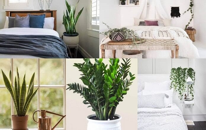 Ảnh 10: Trồng cây xanh quanh nhà