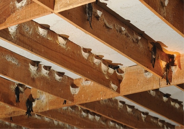 
5.Lắp xà gỗ cho phòng nuôi chim yến
