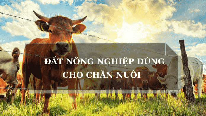  3. Đất nông nghiệp dùng cho chăn nuôi