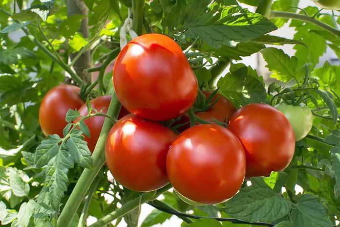 
Ảnh 20: Trồng cà chua trên sân thượng sẽ tốt cho sức khỏe và phòng ngừa được một số bệnh
