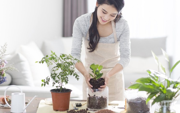 
Ảnh 34: Nguyên tắc chọn cây trồng trong nhà tốt cho sức khỏe mà bạn không thể bỏ qua
