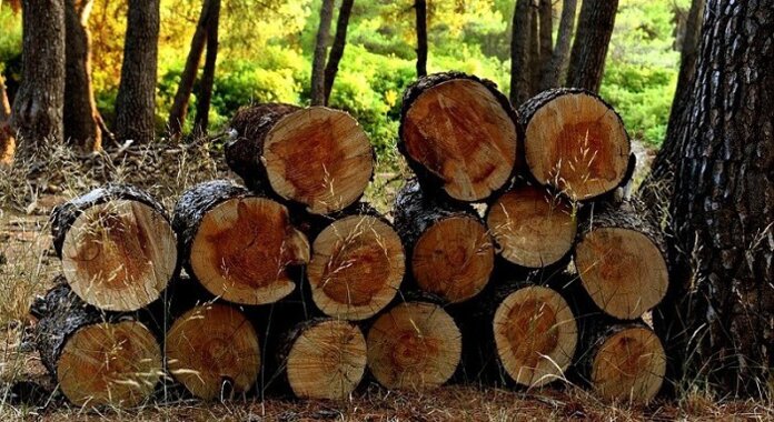 
Ảnh 4: Xét về độ vững chắc thì khó có loài gỗ nào có thể vượt qua gỗ sồi
