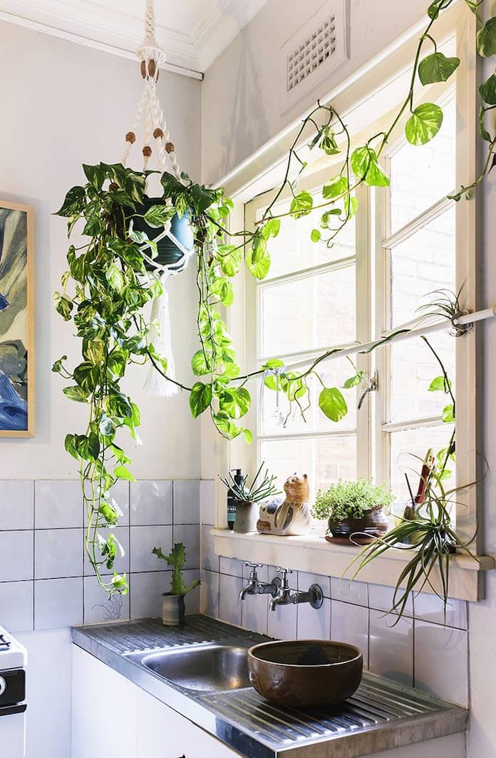  Ảnh 12: Bạn có thể trang trí cây xanh trong nhà bếp bằng cách treo chúng lên tường