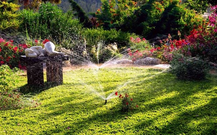  Ảnh 11: Cần đảm bảo bề mặt đất cỏ sân vườn luôn được cung cấp độ ẩm hợp lý