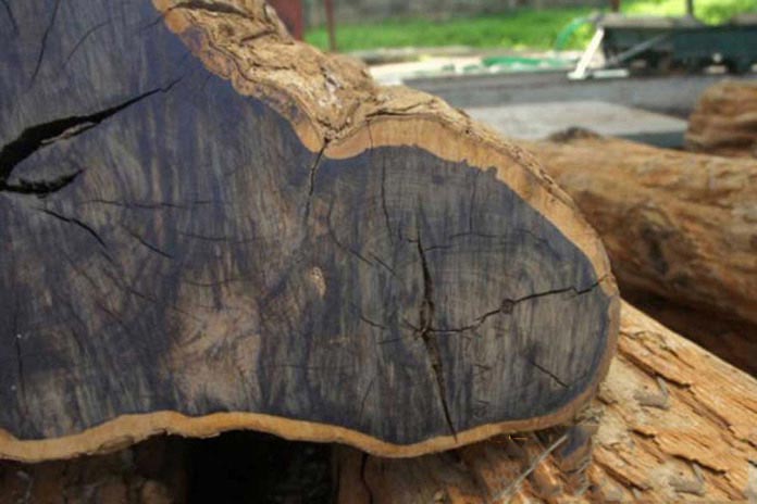 
Ảnh 10: Xét về mặt kỹ thuật gỗ đen châu Phi thuộc chi Rosewood (Dalbergia)
