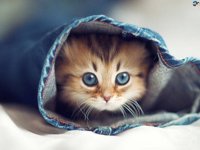 
Tuổi Mão là những năm nào? Người tuổi Mão có những tính cách như thế nào?
