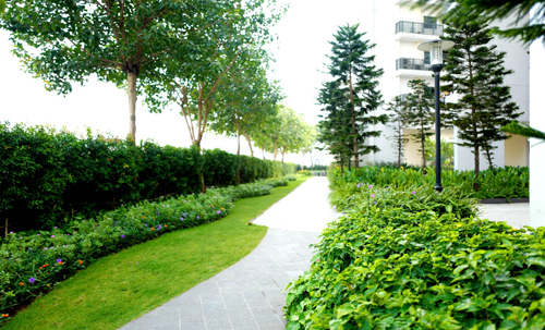 
Hàng rào xanh tại dự án Mulberry Lane
