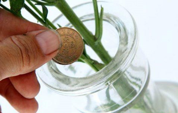 Dùng đồng xu để giữ hoa tươi lâu
