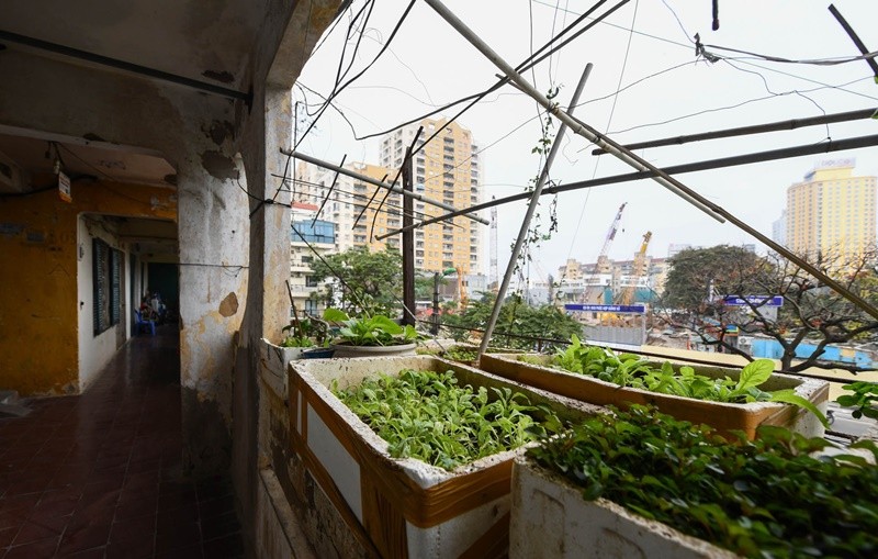 
Ở ngoài ban công phía ngoài hành lang, người dân tận dụng cơi nới để trồng rau làm nhà bếp

