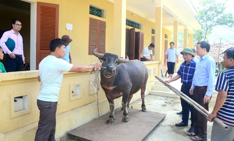 
Để có thêm kiến thức bảo vệ được đàn gia súc tránh các loại dịch bệnh thì anh Xuân đã tích cực tham gia các lớp huấn luyện về chuyển giao khoa học, kỹ thuật nuôi trâu - bò, trồng cỏ voi để làm thức ăn cho gia súc do xã và thị xã tổ chức
