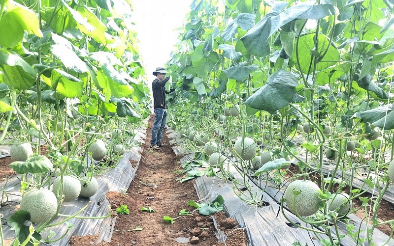 

Sau 7 năm học hỏi và tích lũy kinh nghiệm, tìm hiểu kỹ thuật chăm sóc cây dưa lưới, 9x này đã thành thạo nghề và quyết định về quê khởi nghiệp trồng dưa lưới
