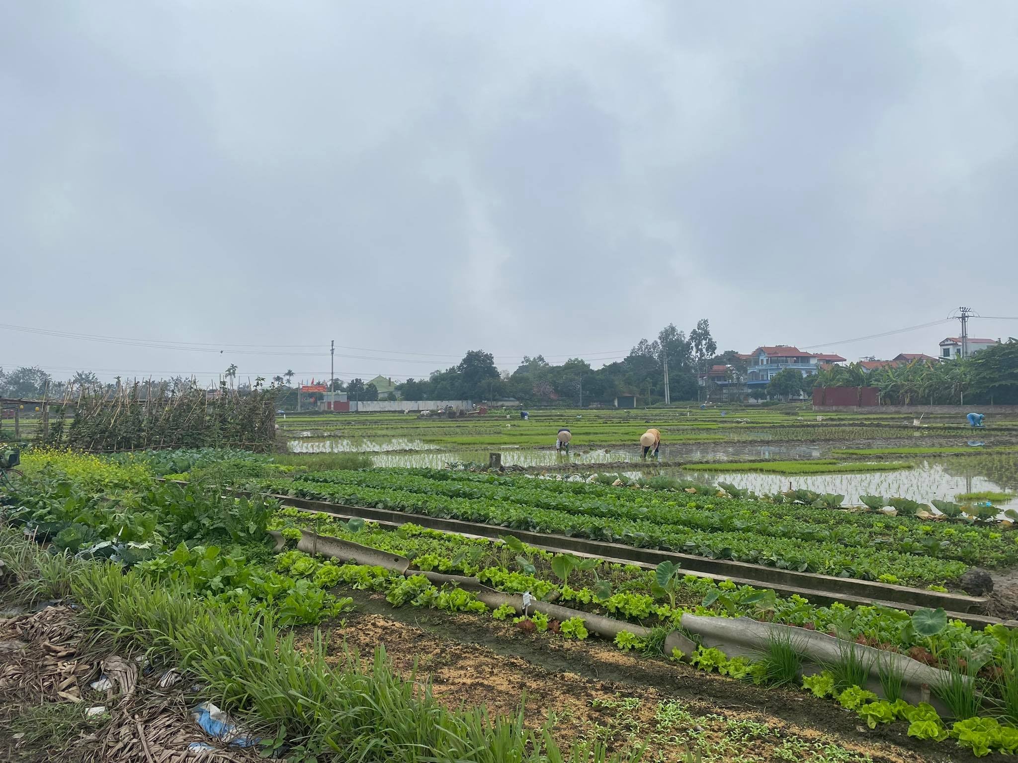 
Người dân xã Thanh Xuân vẫn chủ yếu sản xuất nông nghiêp, nơi đây chưa có dấu hiệu thay đổi khi có quy hoạch đường vành đai 4
