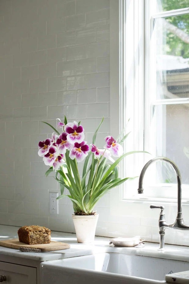 
Ít ai biết hoa phong lan có thể giúp giảm nồm ẩm trong nhà

