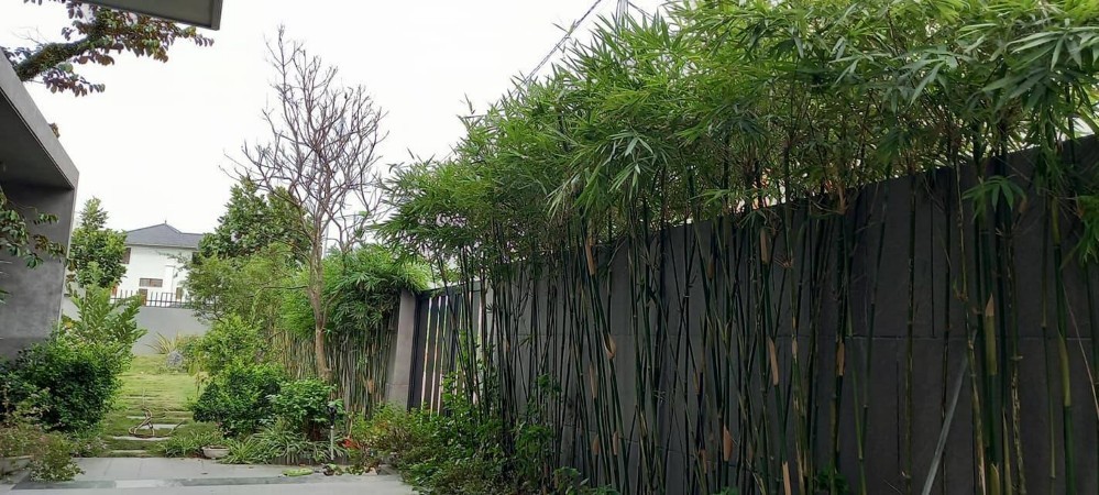

Vợ chồng chị Mai Khôi trồng giống trúc cần câu để làm đẹp khu vực tường rào
