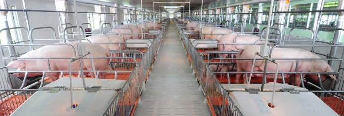 
Ngành trang trại chăn nuôi - Farm công ty C.P. Việt Nam
